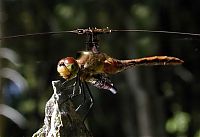 TopRq.com search results: cyborg animal and insect
