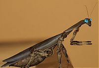 Art & Creativity: cyborg animal and insect