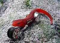 TopRq.com search results: cyborg animal and insect