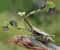 TopRq.com search results: cyborg animal and insect
