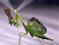 Art & Creativity: cyborg animal and insect