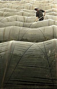 TopRq.com search results: repetitious photo art