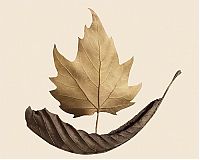 TopRq.com search results: dry leaves art