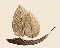 TopRq.com search results: dry leaves art