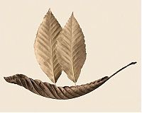 TopRq.com search results: dry leaves art