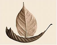 TopRq.com search results: dry leaves art