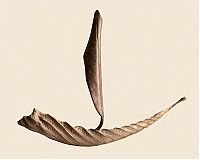 TopRq.com search results: dry leaves art