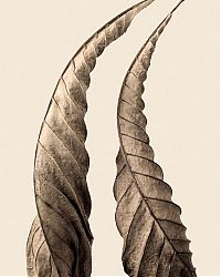 TopRq.com search results: dry leaves art