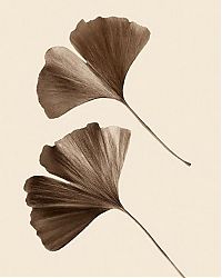 TopRq.com search results: dry leaves art