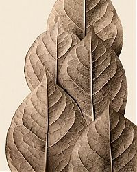 Art & Creativity: dry leaves art