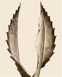 Art & Creativity: dry leaves art