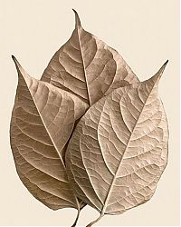 TopRq.com search results: dry leaves art