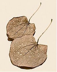 Art & Creativity: dry leaves art