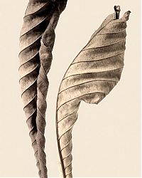 TopRq.com search results: dry leaves art