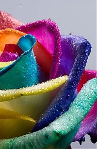 Art & Creativity: colorful flower photo