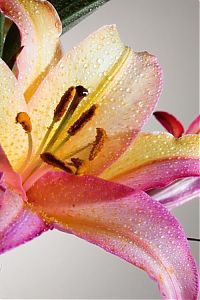 Art & Creativity: colorful flower photo