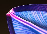 Art & Creativity: colorful flower photo