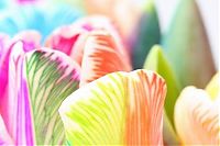 TopRq.com search results: colorful flower photo