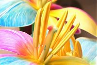 Art & Creativity: colorful flower photo