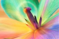 Art & Creativity: colorful flower photo