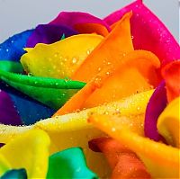 Art & Creativity: colorful flower photo