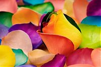 Art & Creativity: colorful flower photo