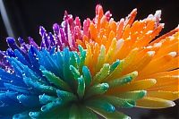 Art & Creativity: colorful flower photo