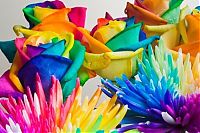 Art & Creativity: colorful flower photo