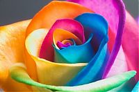 Art & Creativity: colorful flower photo