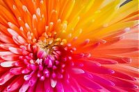 Art & Creativity: colorful flower photo