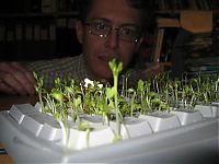 Art & Creativity: cress in keyboard