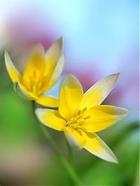 TopRq.com search results: Flower photographs by Tatyana Makushina