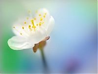 TopRq.com search results: Flower photographs by Tatyana Makushina
