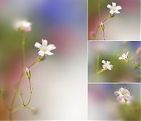 Art & Creativity: Flower photographs by Tatyana Makushina