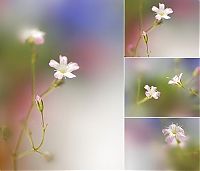 TopRq.com search results: Flower photographs by Tatyana Makushina