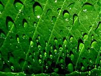 Art & Creativity: dew photography