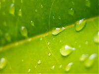 Art & Creativity: dew photography