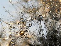 Art & Creativity: dew photography