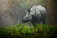 TopRq.com search results: World Wildlife Fund (WWF) photography contest