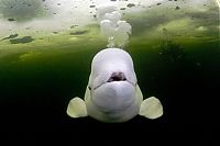 TopRq.com search results: World Wildlife Fund (WWF) photography contest
