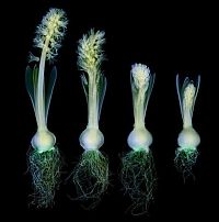 Art & Creativity: flowers under x-ray