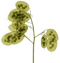 Art & Creativity: flowers under x-ray