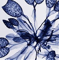 Art & Creativity: flowers under x-ray