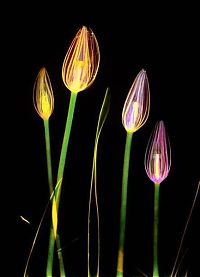 Art & Creativity: flowers under x-ray