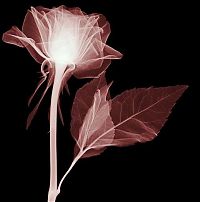 Art & Creativity: flowers under x-ray