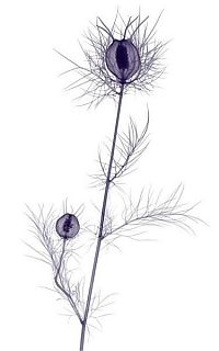 Art & Creativity: flowers under x-ray