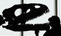 TopRq.com search results: silhouette photography
