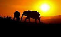 TopRq.com search results: silhouette photography