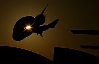 TopRq.com search results: silhouette photography