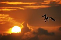 TopRq.com search results: silhouette photography